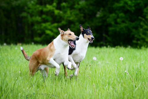 smoothcollie