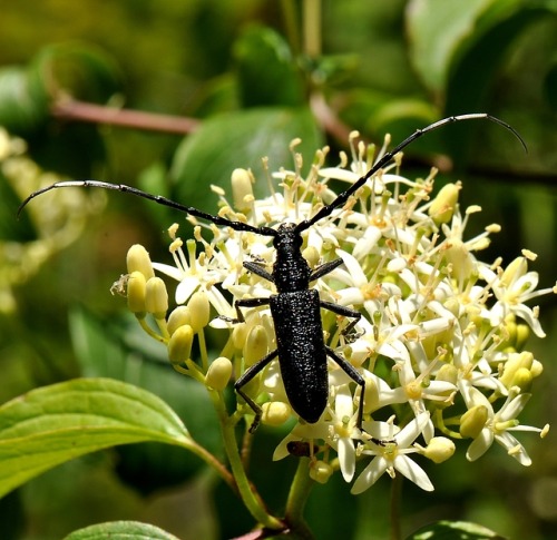 Cerambyx scopolii / Le Petit Capricorne du Chêne.Haut/Top : Femelle/Female   Bas/Bottom : Mâle/Male.