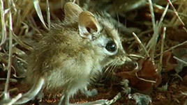 adult and baby sengi (elephant shrew)
