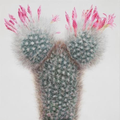 asylum-art-2:  Touchbby Kwangho LeeTouch is a series of hyperreal paintings by Korean artist Kwangho Lee.  the odd thing about cacti is that you actually DO want to touch them,  in all their weird, rubbery, spiky, fluffy glory. you know you  shouldn’t,