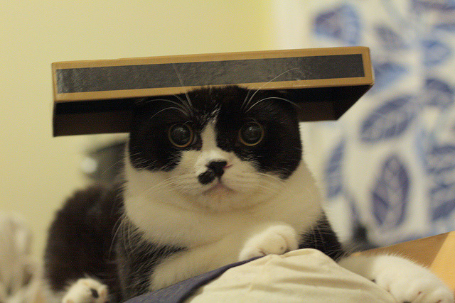 layersofcats:  where are your ears :o