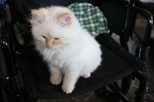 catgoddess: thebrokennightmare: some pictures of my new foster kitten, Toast. He’s a shy, swee