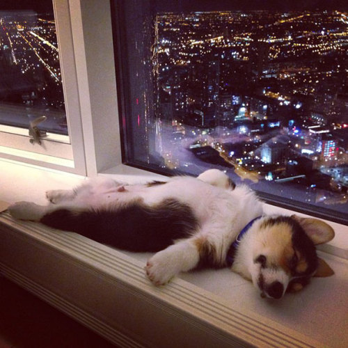 wtbw:(via 25+ Animals Sleeping Anywhere | Bored Panda) 