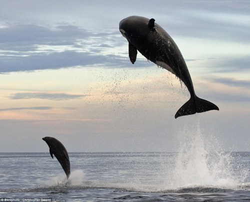 0rcinus0rca:  paleosteno:  dakotaismyboyname:  mockingnerd:  blackfishsound:  via Transient killer whale Research blog by Josh McInnes ©:  Probably the greatest photo of a transient killer whale ever taken hunting! Mexican coast transient chased