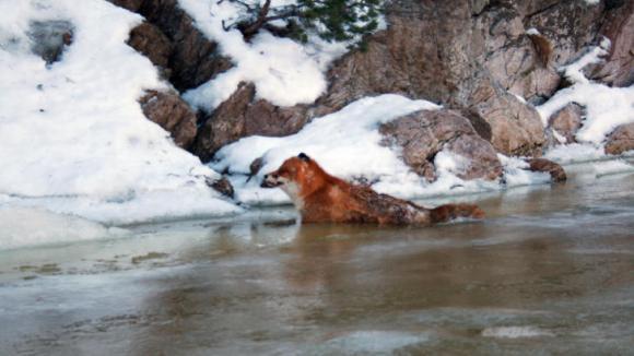 sixpenceee:  Fox Found Frozen Alive in Norway RiverNot far from highway E18 in Kragerø,