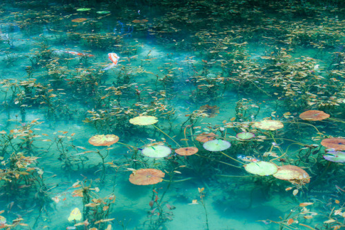 魚嫌いゆえに水族館にさえ行かない私にとっては、いささか恐怖を覚える場所でもありました…(・_・;)location： モネの池（岐阜県関市）