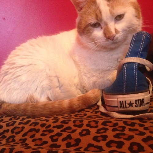 helloaurenx3: My cat stole my shoe.