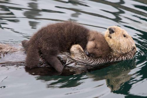 putyouinabettermood: Baby otter taking a nap via ift.tt/2l8LEQj putyouinabettermood.com