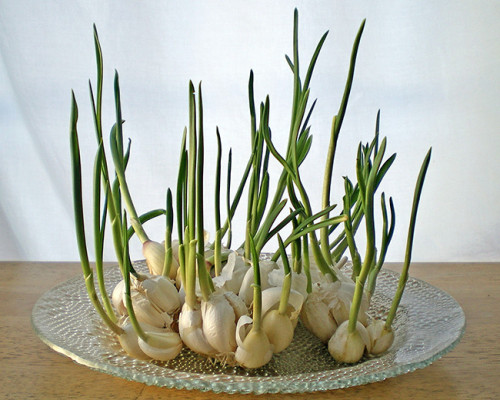 robosnotart:amroyounes:8 vegetables that you can regrow again and again. Scallions You can regro