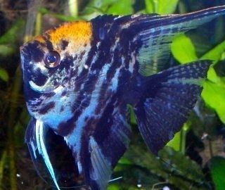 aquarium maanvis, mijn favoriet. wat is jouw favorite vis.
#maanvistylist #aquascape #aquascaper #maanvisabrwal #vliegvissen #karpervissen #aquarium #vissen #maanvis #maanvissen #karpvissen #maanvision #aquascapeindonesia #aquariumlife #roofvissen...
