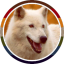 solarwolf