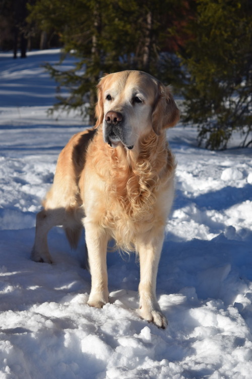 scavengerbirddog: I love him