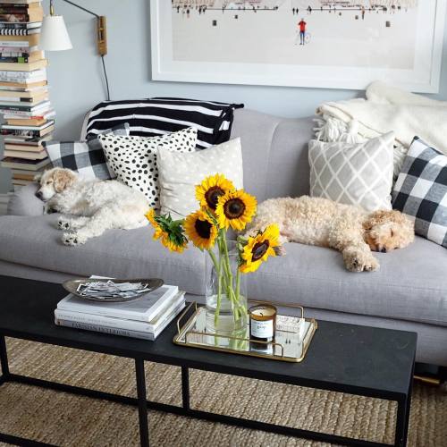 agirlnamedally: This is my dream home; dogs, sunflowers and all