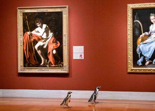 urhajos: Penguins of Kansas City Zoo get a private tour in the Nelson-Atkins Museum of Art