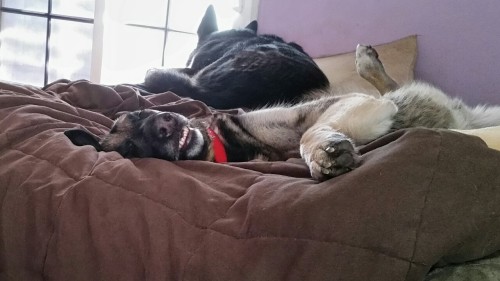 My dogs are being super cute today (ok, they’re super cute everyday) and they’re making it hard to get anything done because I keep wanting to take pictures of them. The first two are of Leonard, the third is of Vincent.