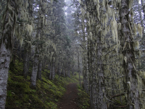 90377:  Forest of mossy dead looking trees on Little Quilcene trail. by bikejr