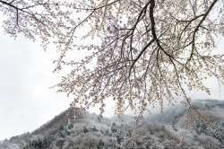 fuckyeahjapanandkorea:  Snowfall Sakura by