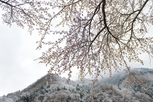 fuckyeahjapanandkorea:  Snowfall Sakura by shinichiro*@OSAKA