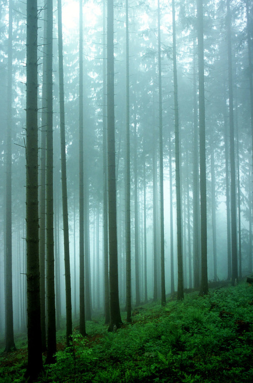 moody-nature:Misty forest | By Maciek