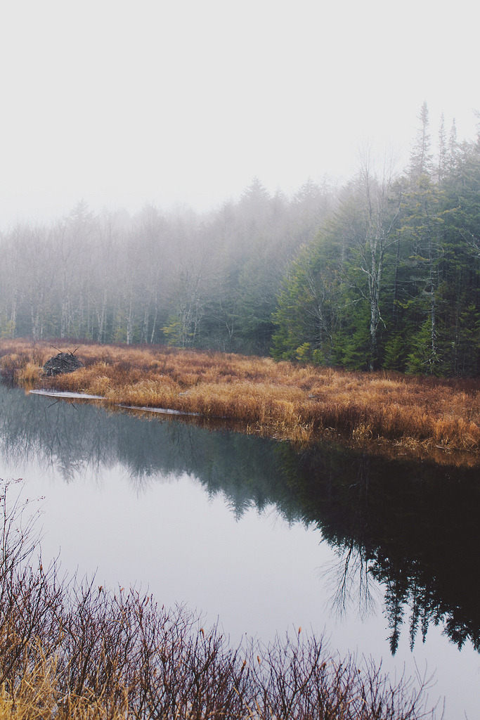sk-eptic:  easied:  Untitled by Emily Lauren Boyer    ~ vertical vintage/nature ~