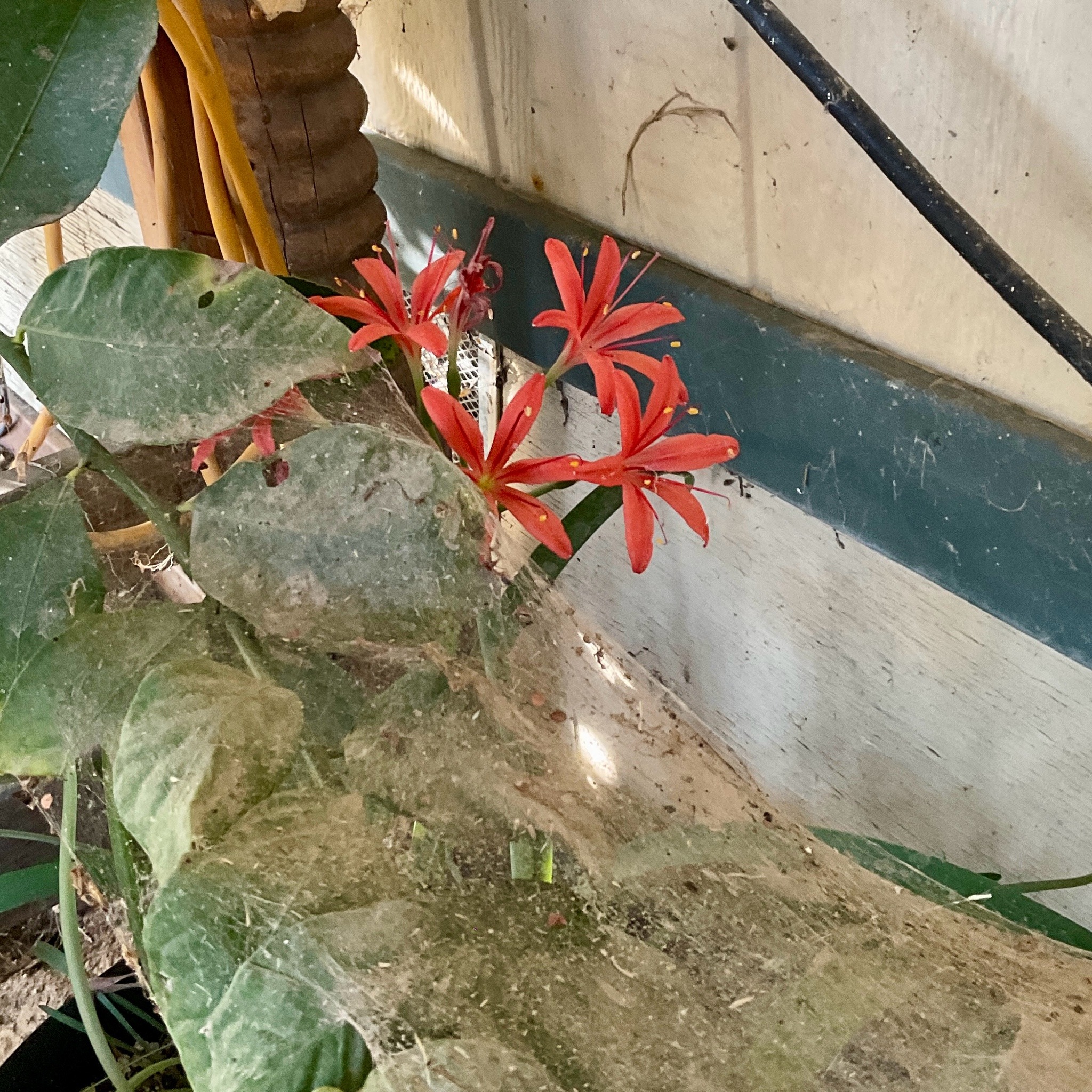 A mat of cobwebs stretched over the branches of a lemon tree. From behind and under the mess emerge several tall stalks topped by bright coral red flowers.