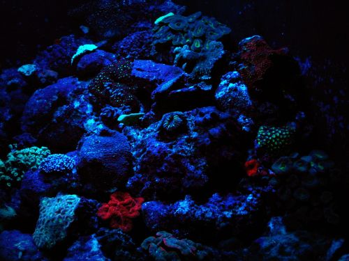 Glow in the dark coral!  Tank shot in the dark at Reef HQ, Townsville.Photographer: Melanie Wood