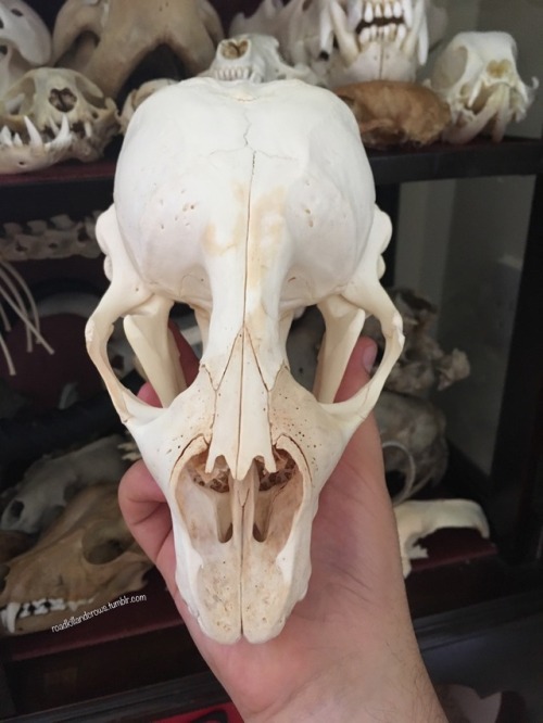 roadkillandcrows:Amazing harbour seal skull I got! It’s from the Netherlands and has a paper t