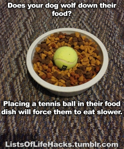 listsoflifehacks:  Dog Hacksbonus hack: