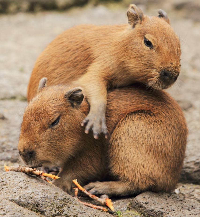 Baby Capybara sits on a Baby Capybara.