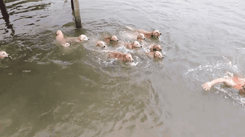 gifsboom:Video: Guy Goes Swimming with 12 Golden Retrievers