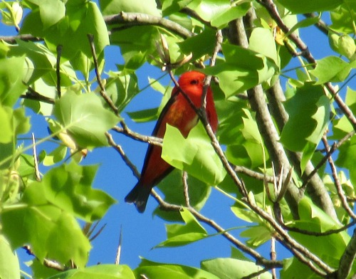 geopsych: He was way up at the top of a very tall tree so the pictures aren’t very good but I love t