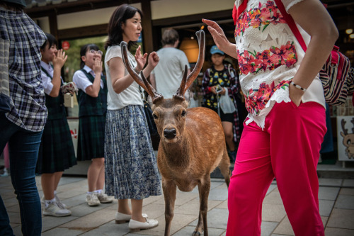 “Deer” “Silka Deer” Free Roam Throughout Japan