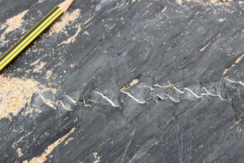 i-paperslut-fotografia:Fine shale with quartz veins and sigmoids.Grauvaques com veios de quartzo e s