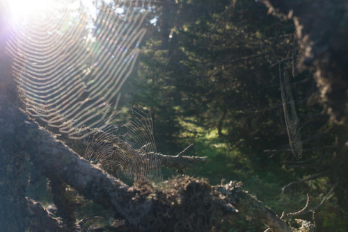 Lever du jour dans les forêts by Samuel Raison