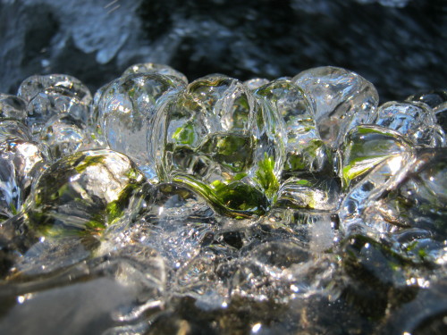 photapir:Moss frozen in ice on Lacamas Creek at the Lower Falls below McEnry Bridge, 15 January 2016