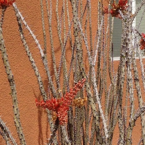 Close up of pretty cacti. #unlv #desertlife #vegaslife #nofilter