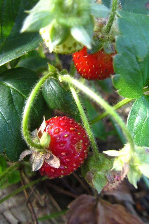 August 2016 - StrawberriesHidden in the Alkaline bed.