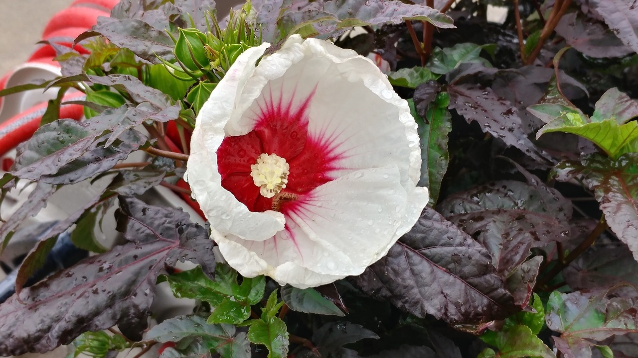 A stunning hibiscus at the store.