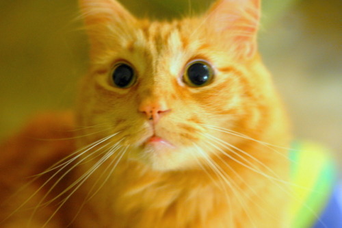 pabuthefirecat:Pabby-Cat Eyes…Harder to resist than puppy-dog eyes…