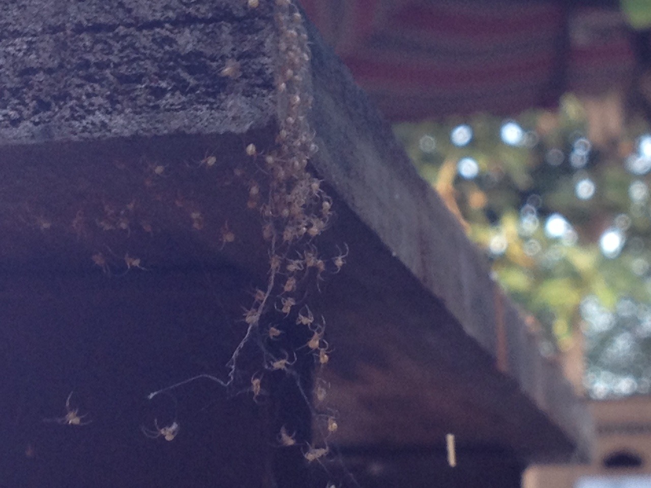 Baby Brown Widows