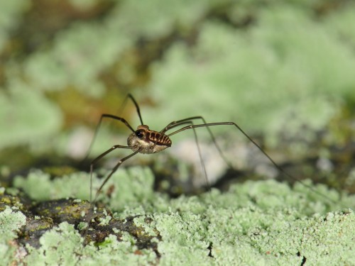 onenicebugperday:Harvestman, Caddo agilis, OpilionesFound primarily in the northeastern United State