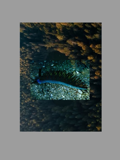 I Won't Lie For This Smaugust Prompt I'm Just Going To Combine 3 Images Together And Then Blast Them