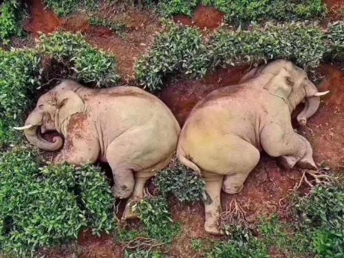 blondebrainpower:While humans carry out social distancing, a group of 14 elephants broke into a village in Yunan province, looking for corn and other food. They ended up drinking 30kg of corn wine and got so drunk that they fell asleep in a nearby tea