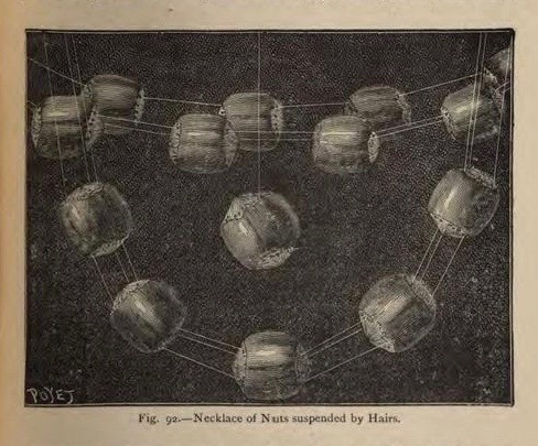 nemfrog:Fig. 92. Necklace of nuts suspended by hairs. _Half hours of scientific amusement_ 1890