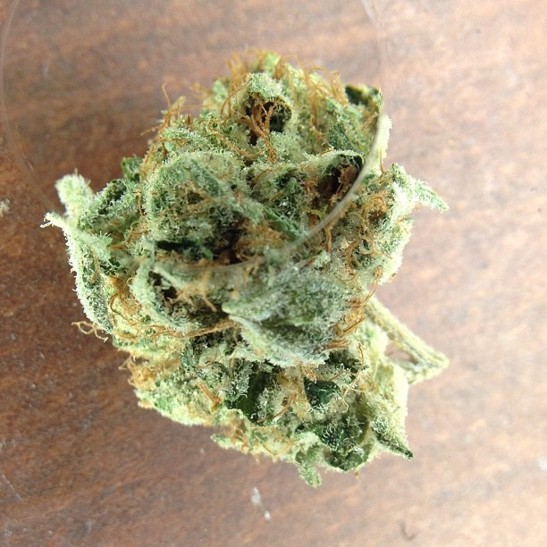 calihighsociety:  White Fire OG #marijuana #flowers #herbs #indica #weed #nug #420