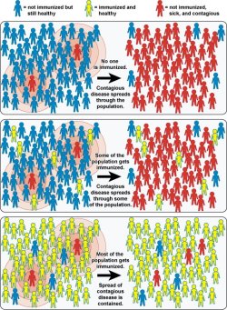 vaccineswork:  How vaccines work for a communityEver wondered why people talk about immunisation as being important for a community, as well as for an individual? The effect in question is called herd immunity, and it means that when a group is mostly