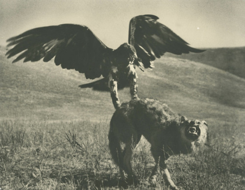 thatsbutterbaby:Max Alpert (1899-1980), Hunting with Golden Eagle, Kazakhstan, circa 1930. 