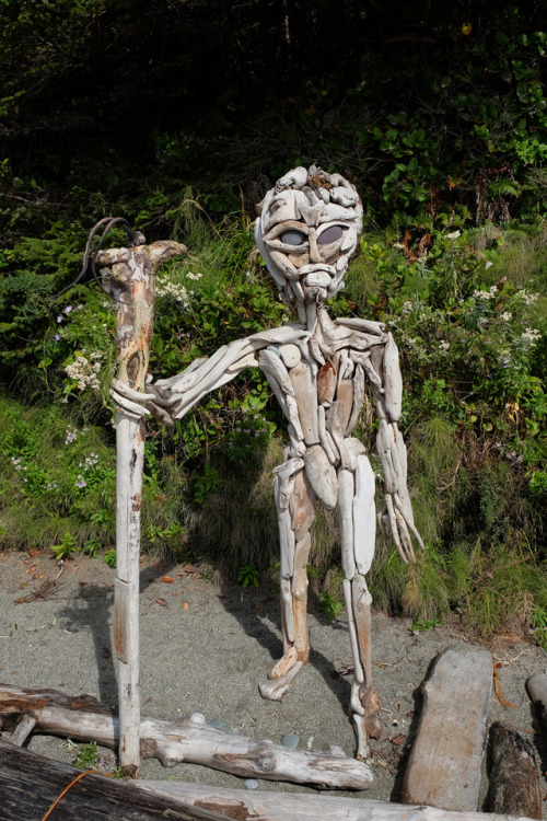 driftwood alienflorencia bay, pacific rim national park, bc