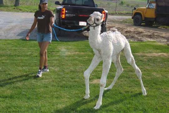 Porn Pics maudlingoblin:  maudlingoblin:  baby camels