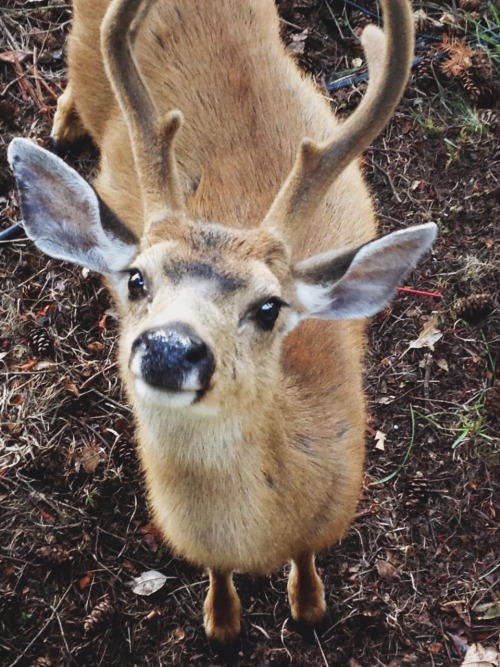 daniel-noise: fugaazi:   aggrocute:  forest puppy   that’s a deer   its a forest puppy 